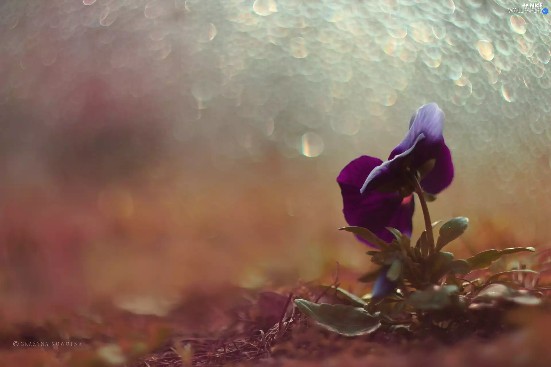 Bokeh, pansy, Colourfull Flowers