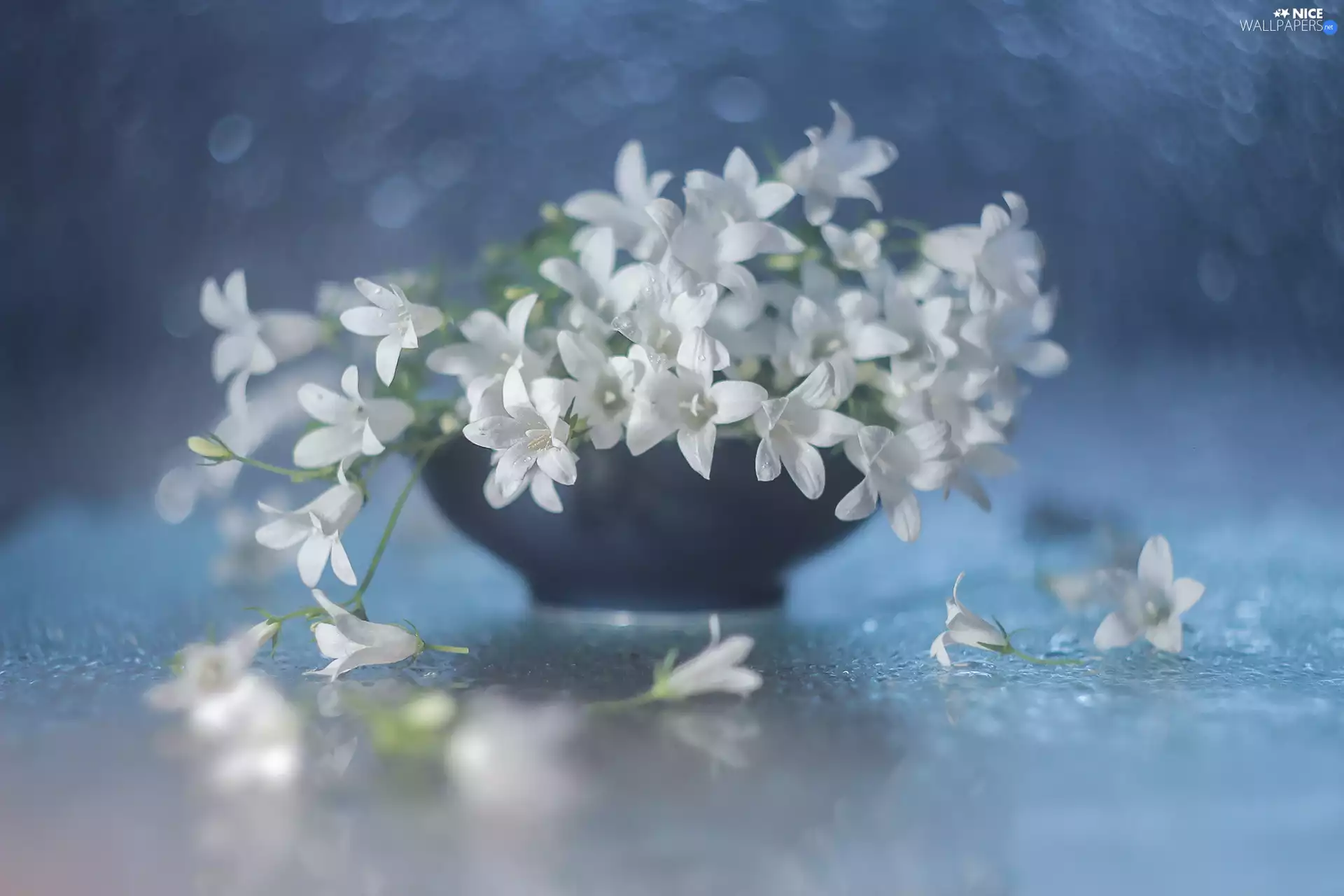 White, Flowers, bowl, Dalmatian bellflower