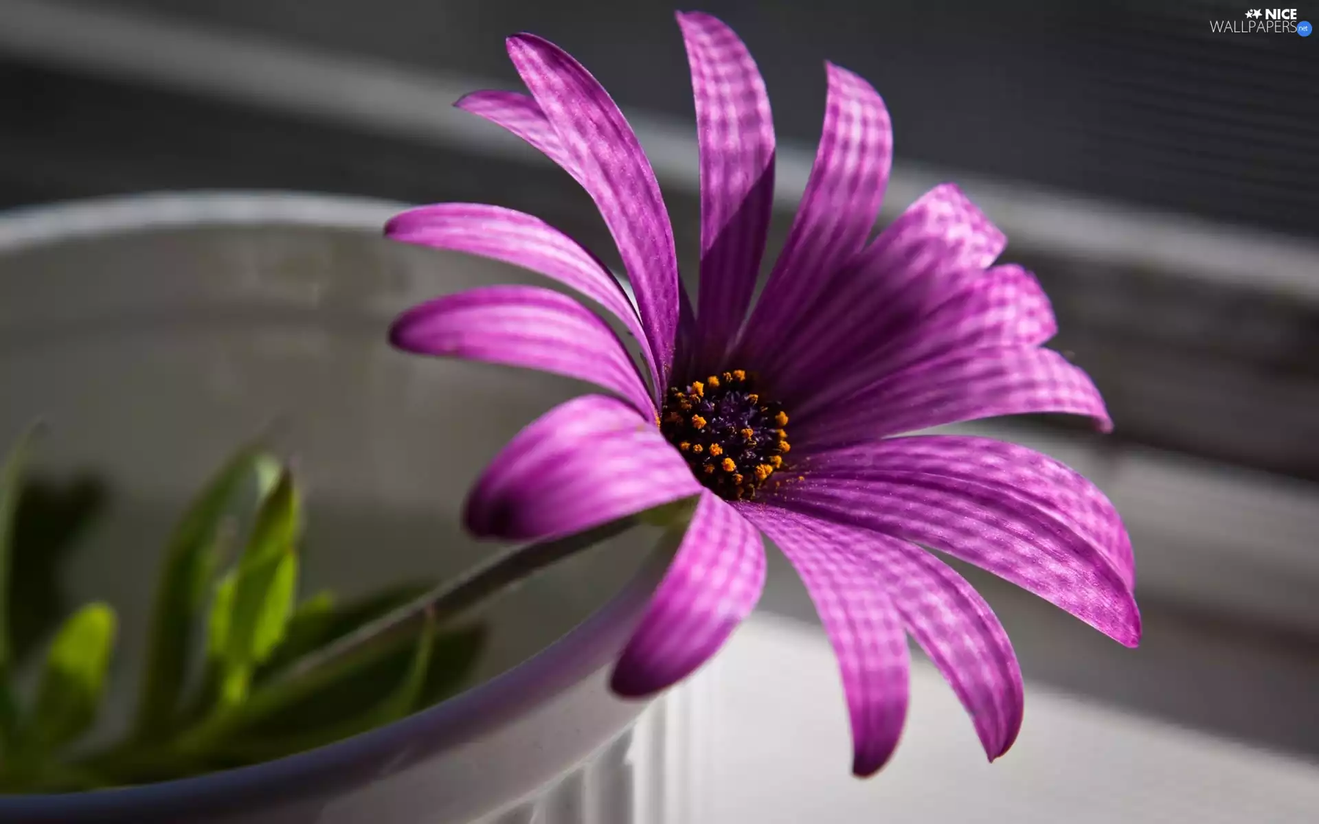 bowl, Violet, Colourfull Flowers