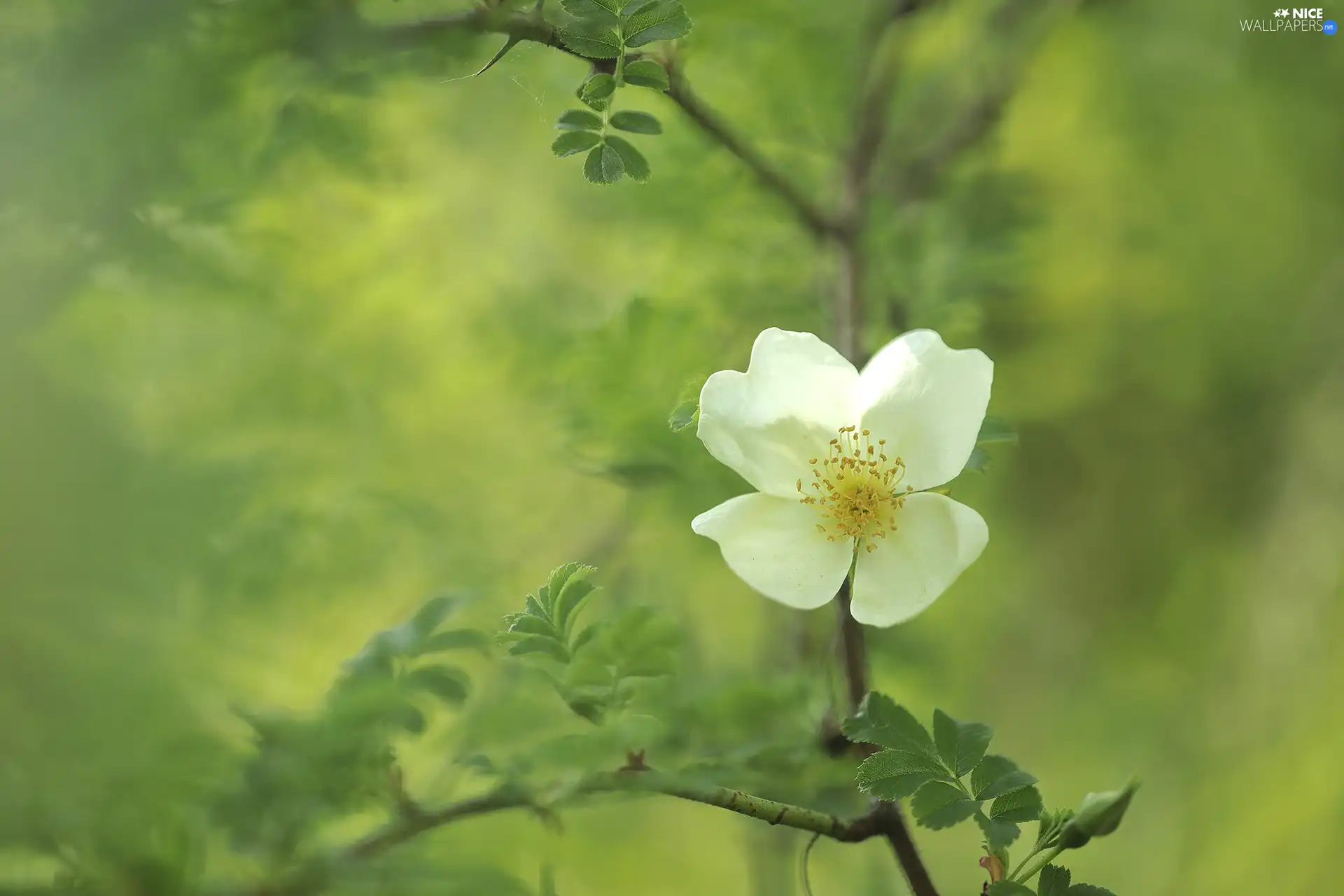 Briar, White, Colourfull Flowers