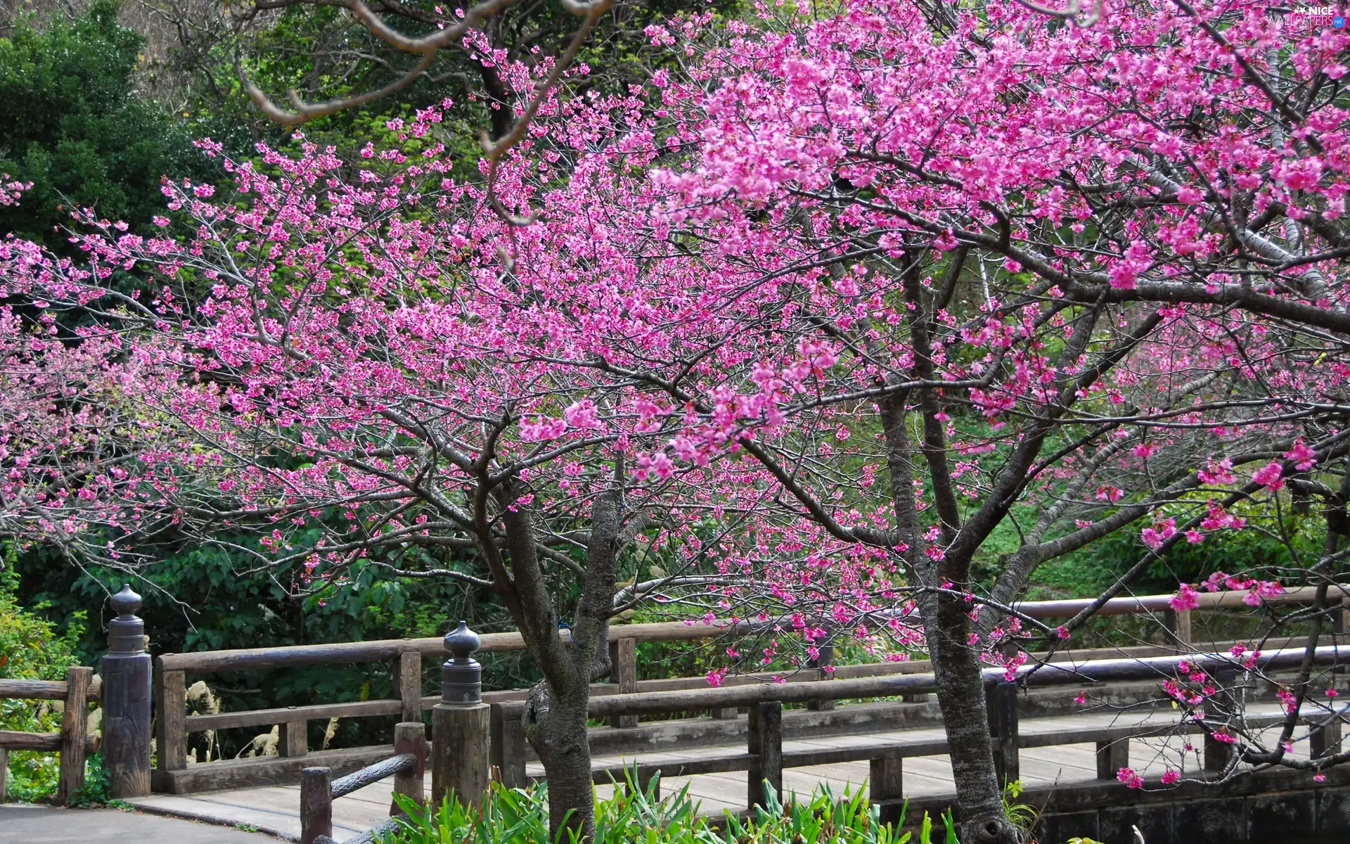 Flowers, bridges, viewes, Pink, trees