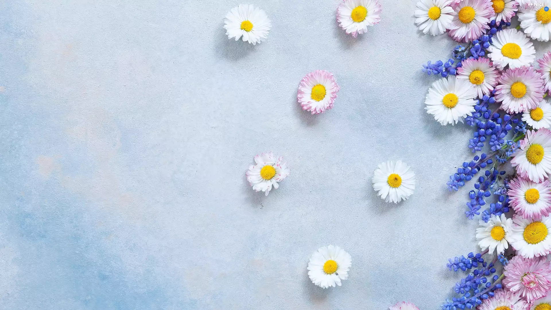 Blue, Flowers, Bright, background, chamomile
