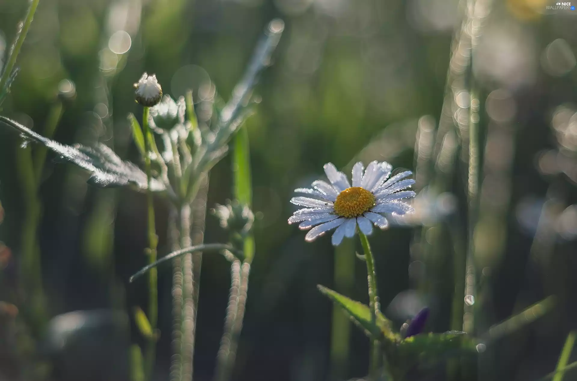 Colourfull Flowers, Buds, blur, chamomile