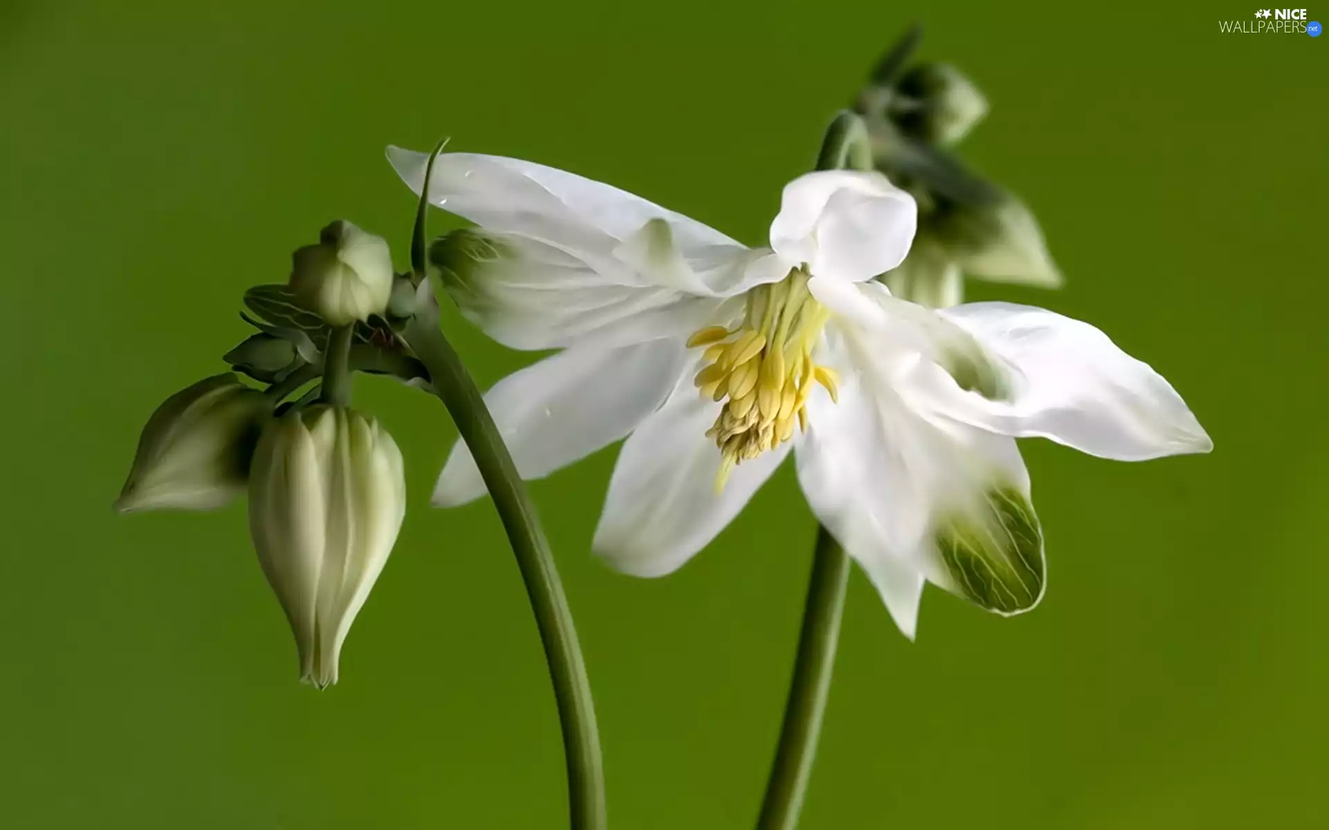 Buds, White, Colourfull Flowers