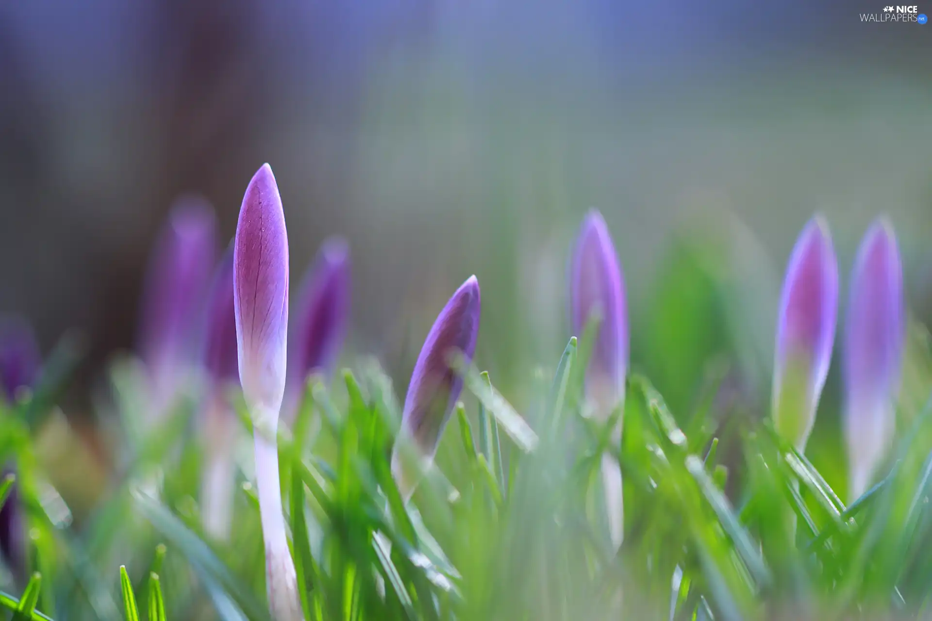 Flowers, crocuses, Buds