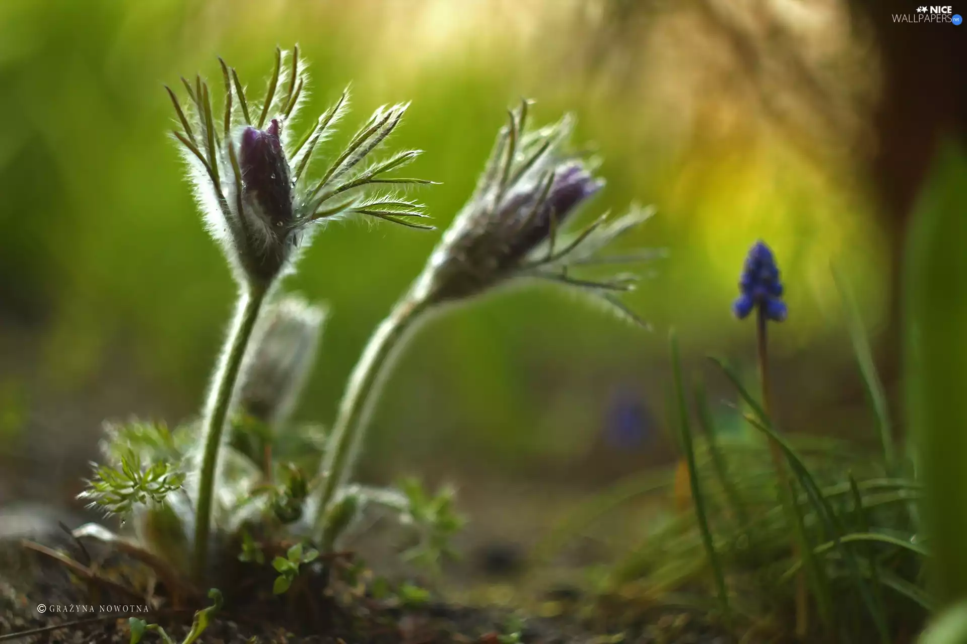 Flowers, pasque, Buds