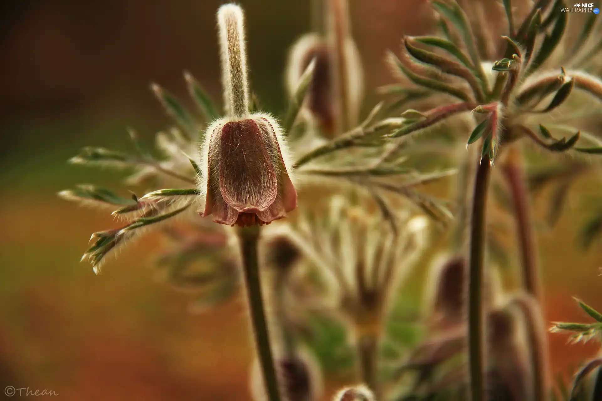 Flowers, pasque, Buds