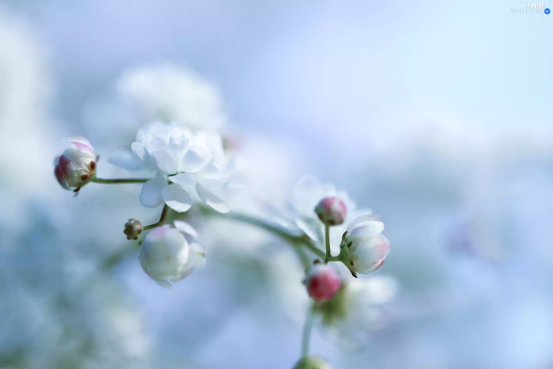 Bush, White, Colourfull Flowers