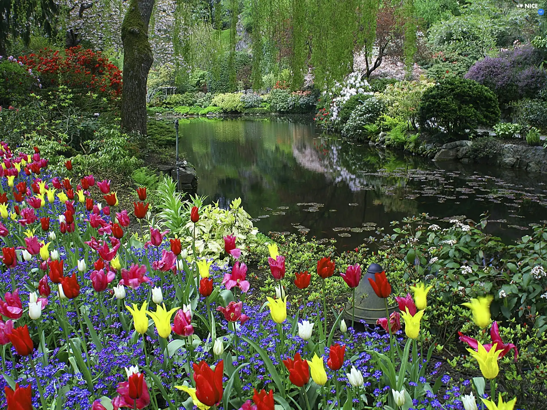 Flowers, Bush, trees, viewes, River