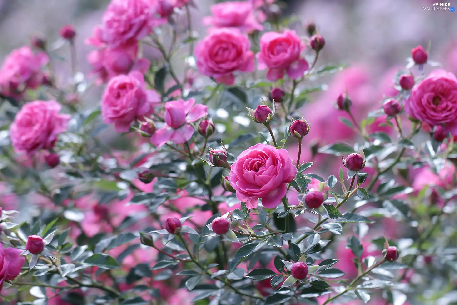 Bush, roses, Flowers, Pink