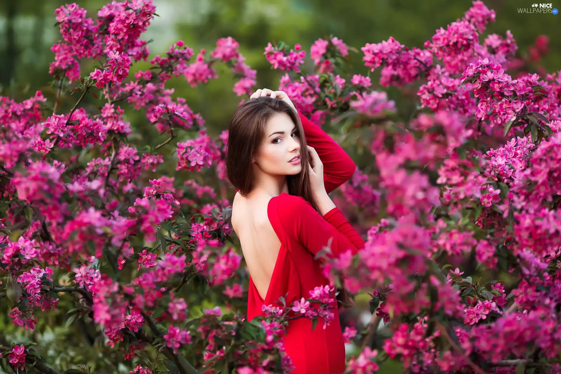 dress, Women, Bush, Flowers, flower, red hot