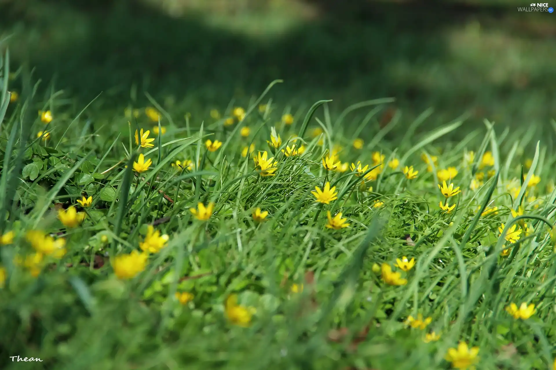 fig buttercup, Yellow, Flowers, grass