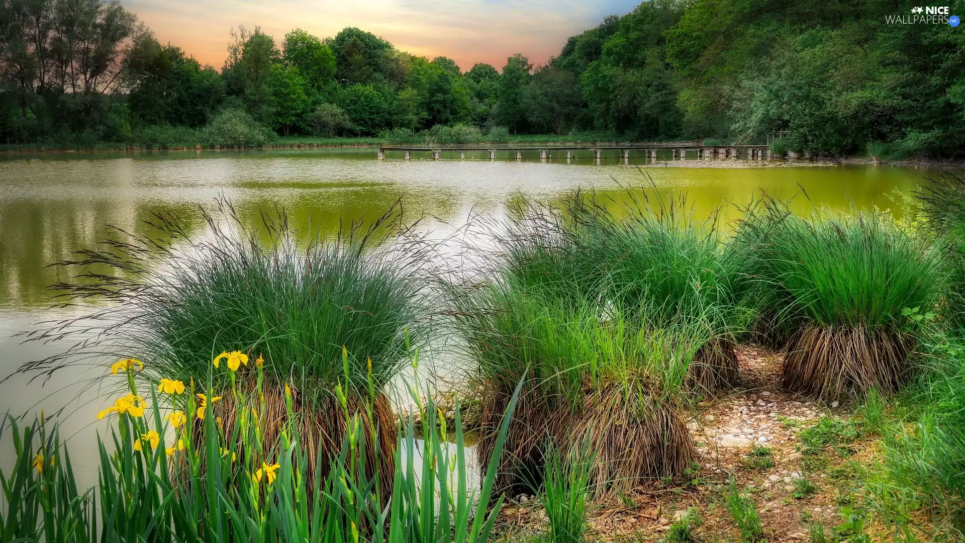 viewes, Pond - car, grass, trees, Park, Tufts, Flowers
