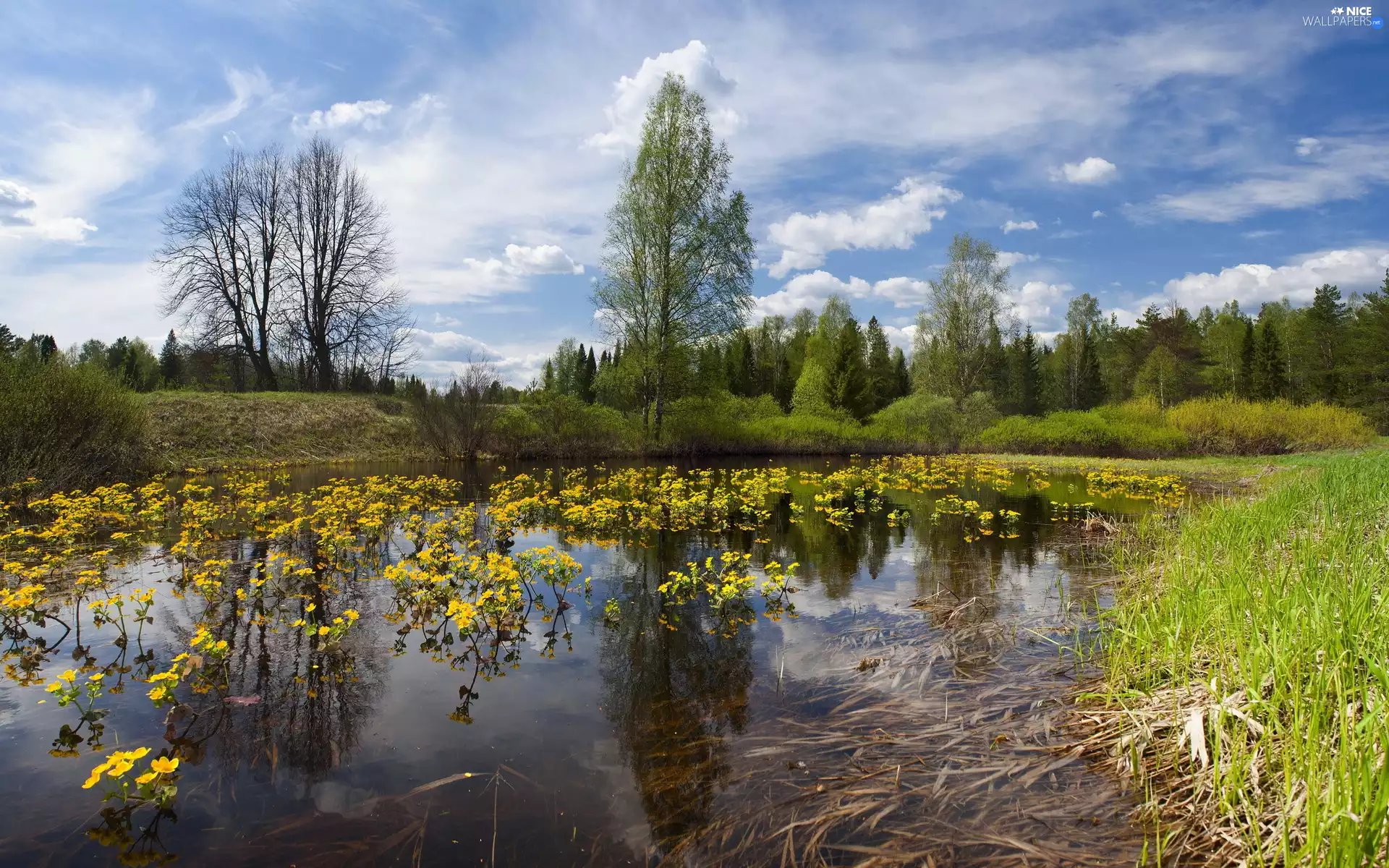 marigolds, Pond - car, trees, viewes, Marsh-Marigold, Flowers