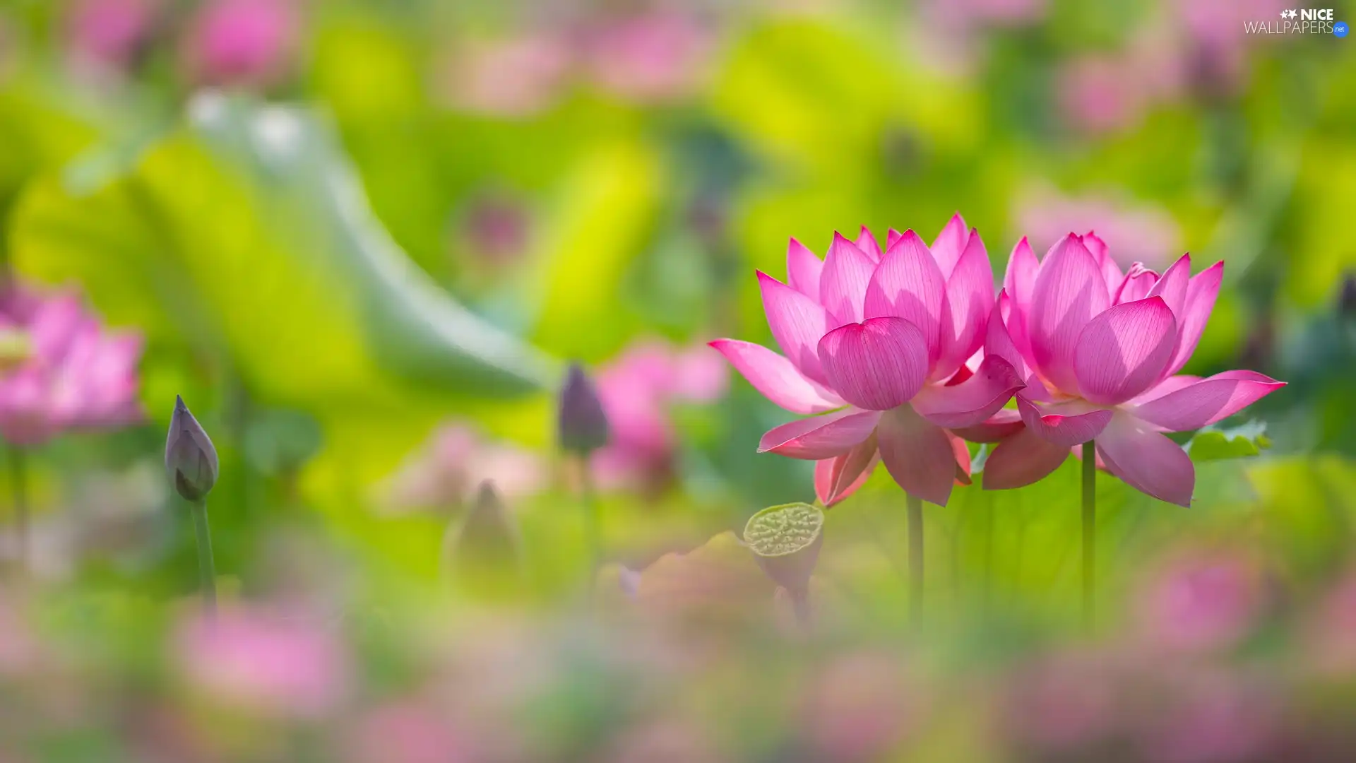 lotuses, bud, Pink, Flowers, Two cars