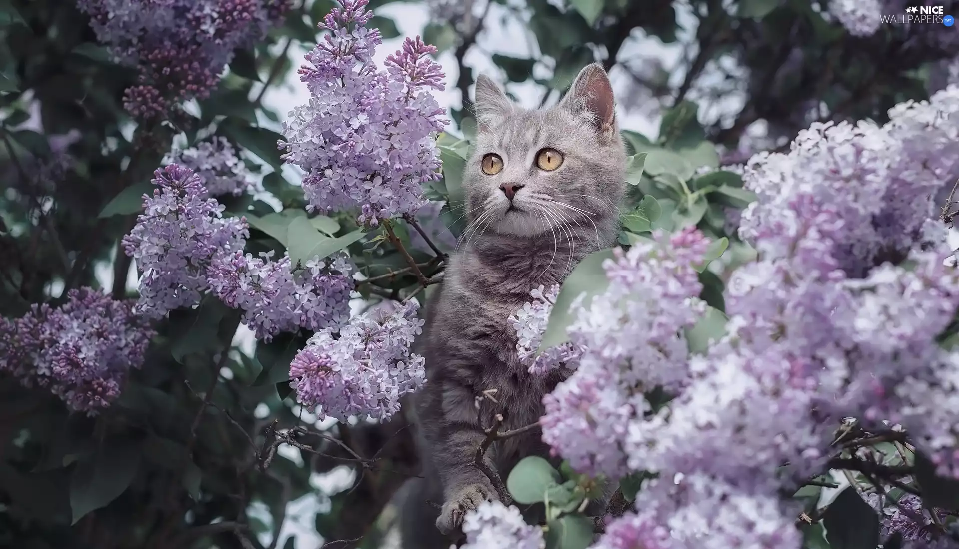 cat, without, Syringa, Flowers