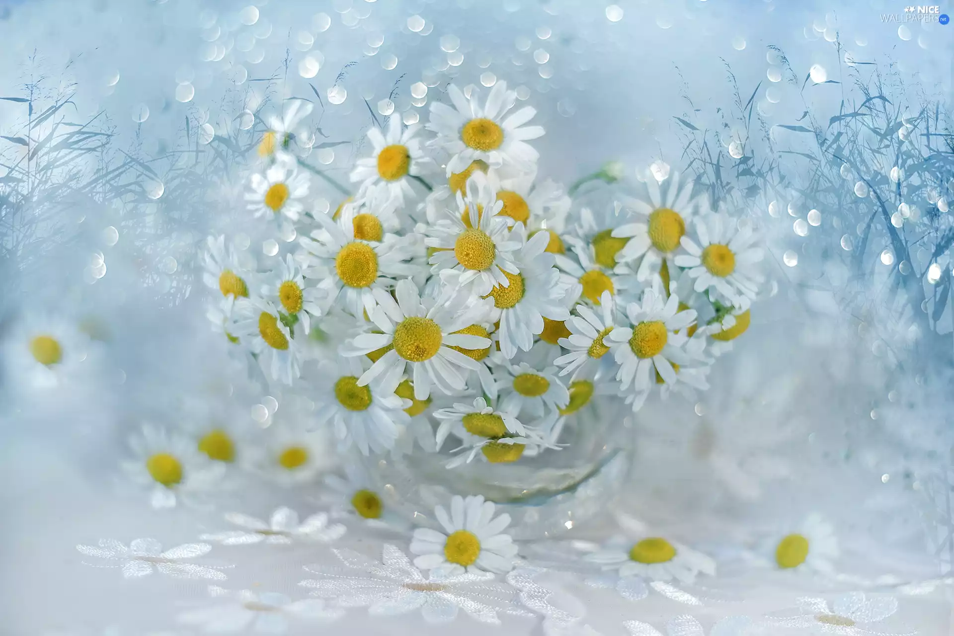 vase, Bokeh, White, Flowers, Corn Chamomile