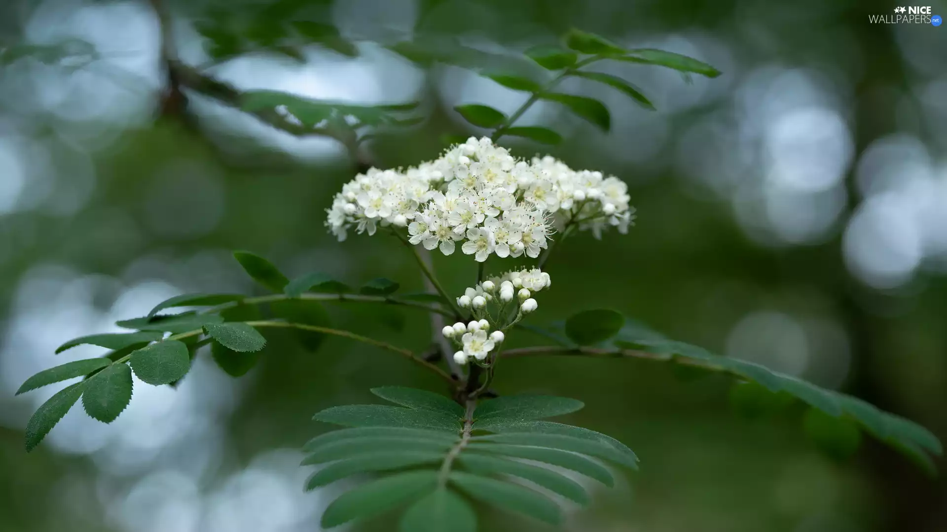 Leaf, plant, change, Flowers, White, green ones