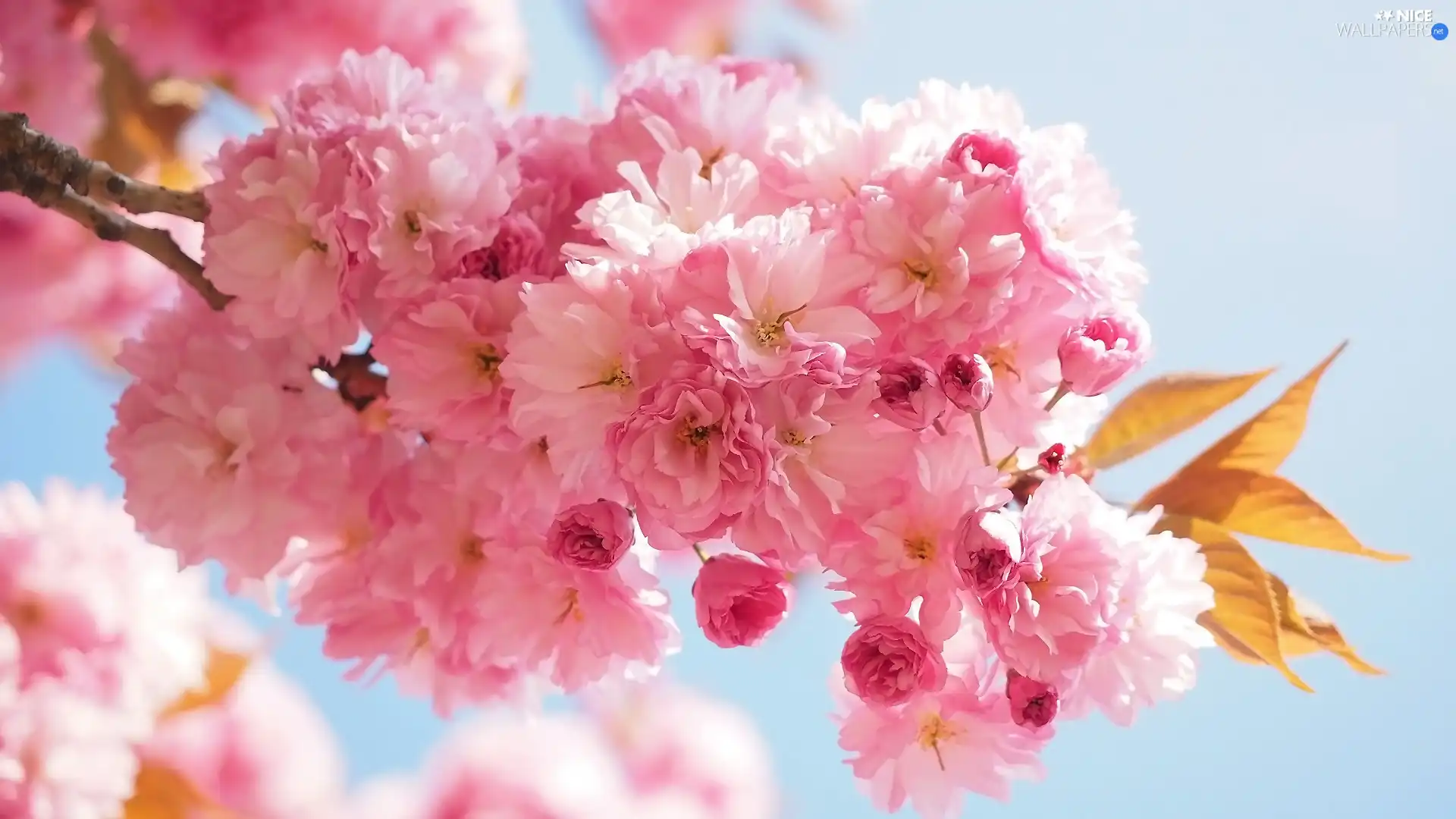 Fruit Tree, twig, Flowers, Japanese Cherry