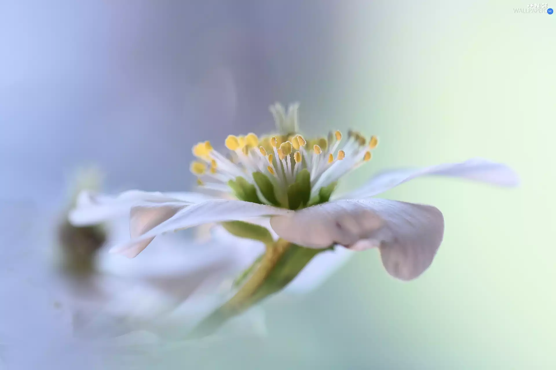 Christmas Rose, Colourfull Flowers