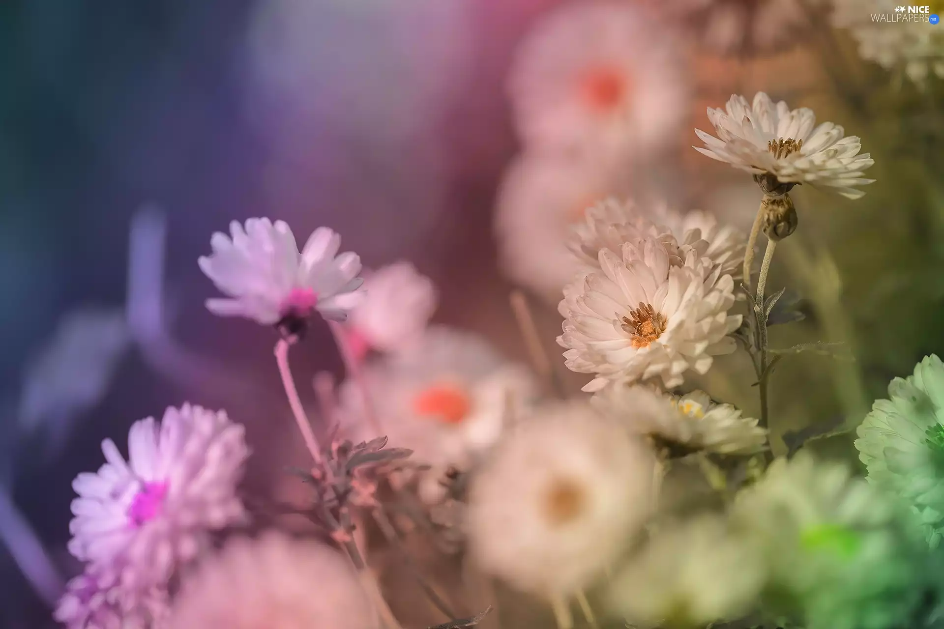 Flowers, White, Chrysanthemums