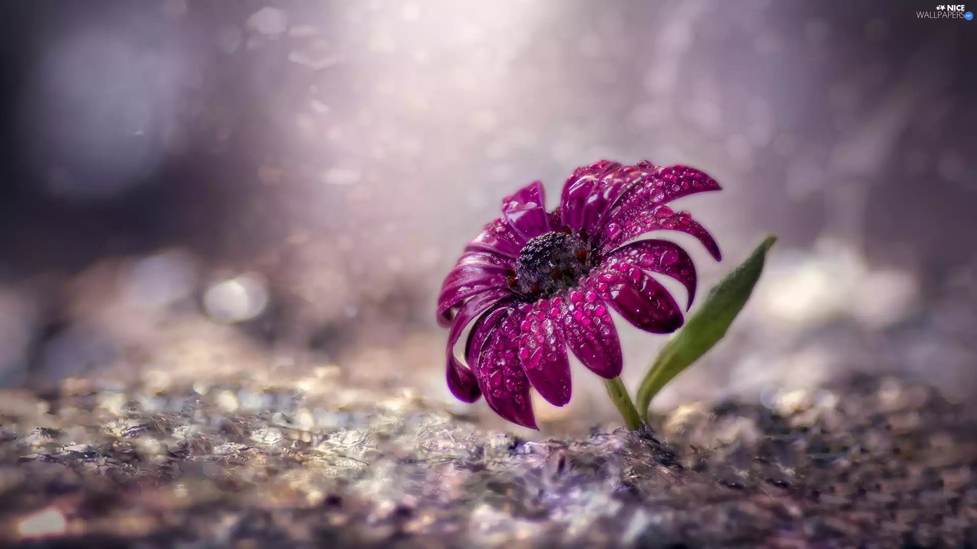 blur, rapprochement, Colourfull Flowers, drops, claret