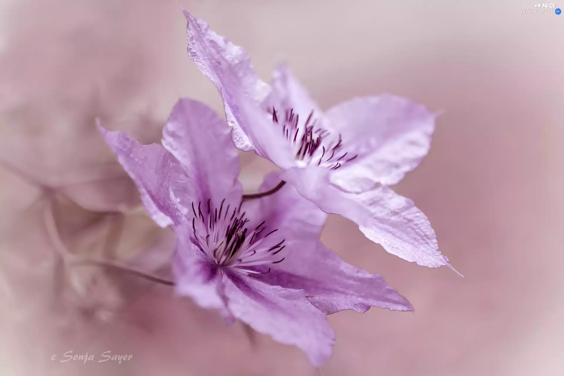 Pink, Flowers, Clematis, Two cars