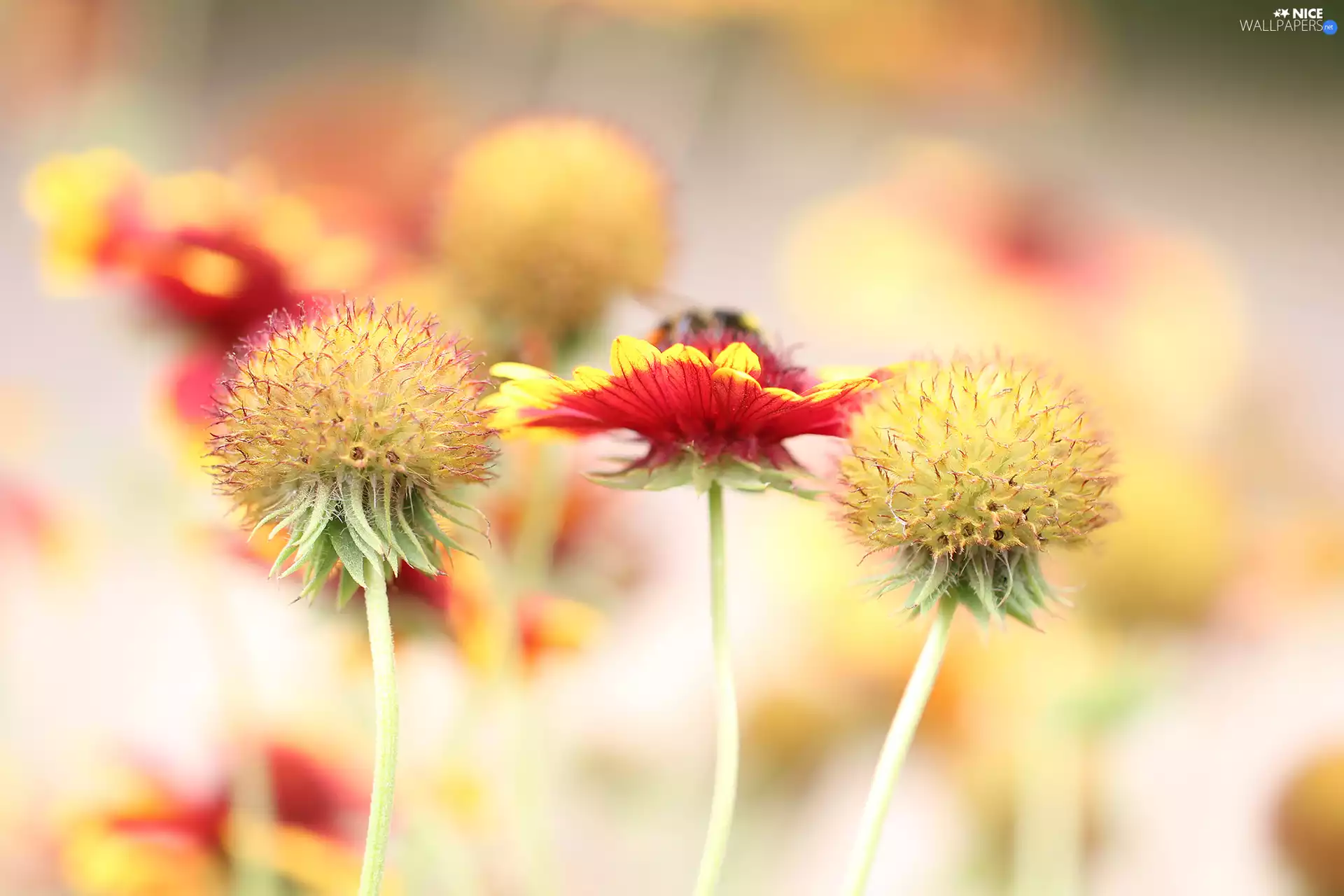 Close, gaillardia aristata, Flowers