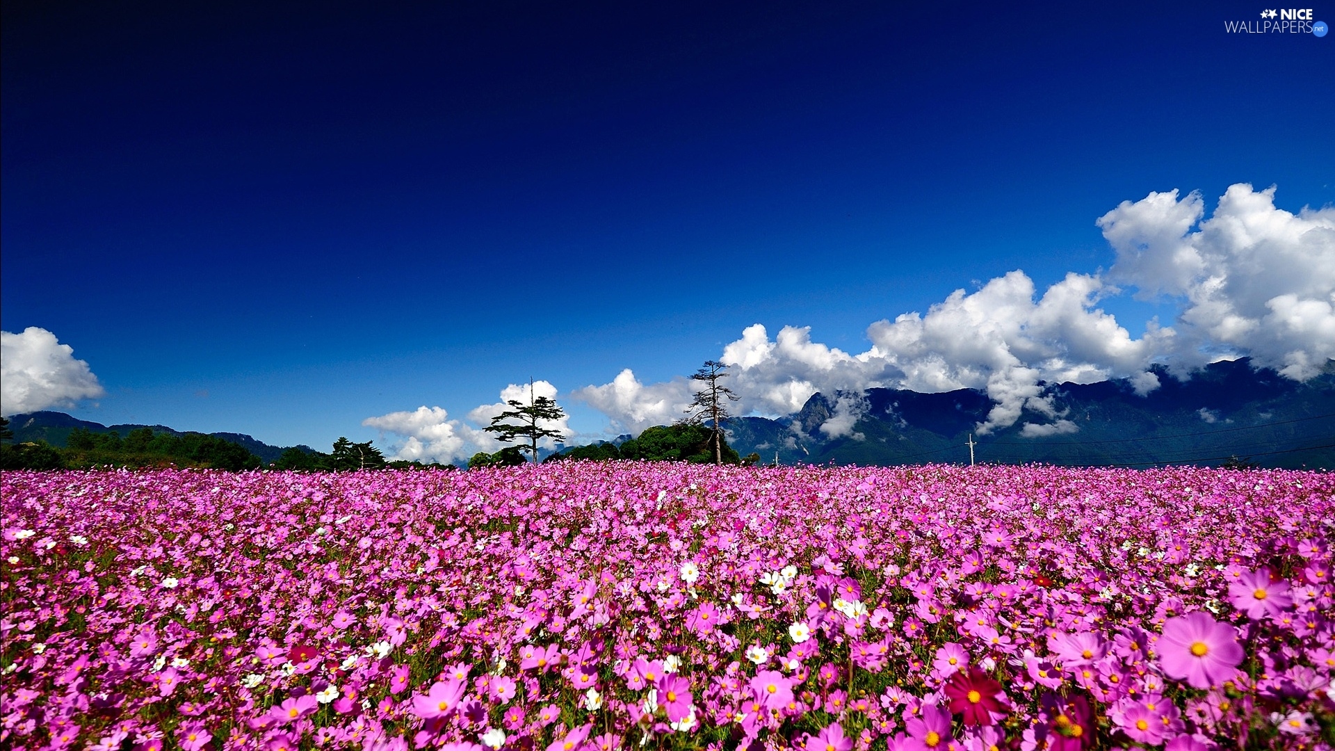 Flowers, mountains, clouds