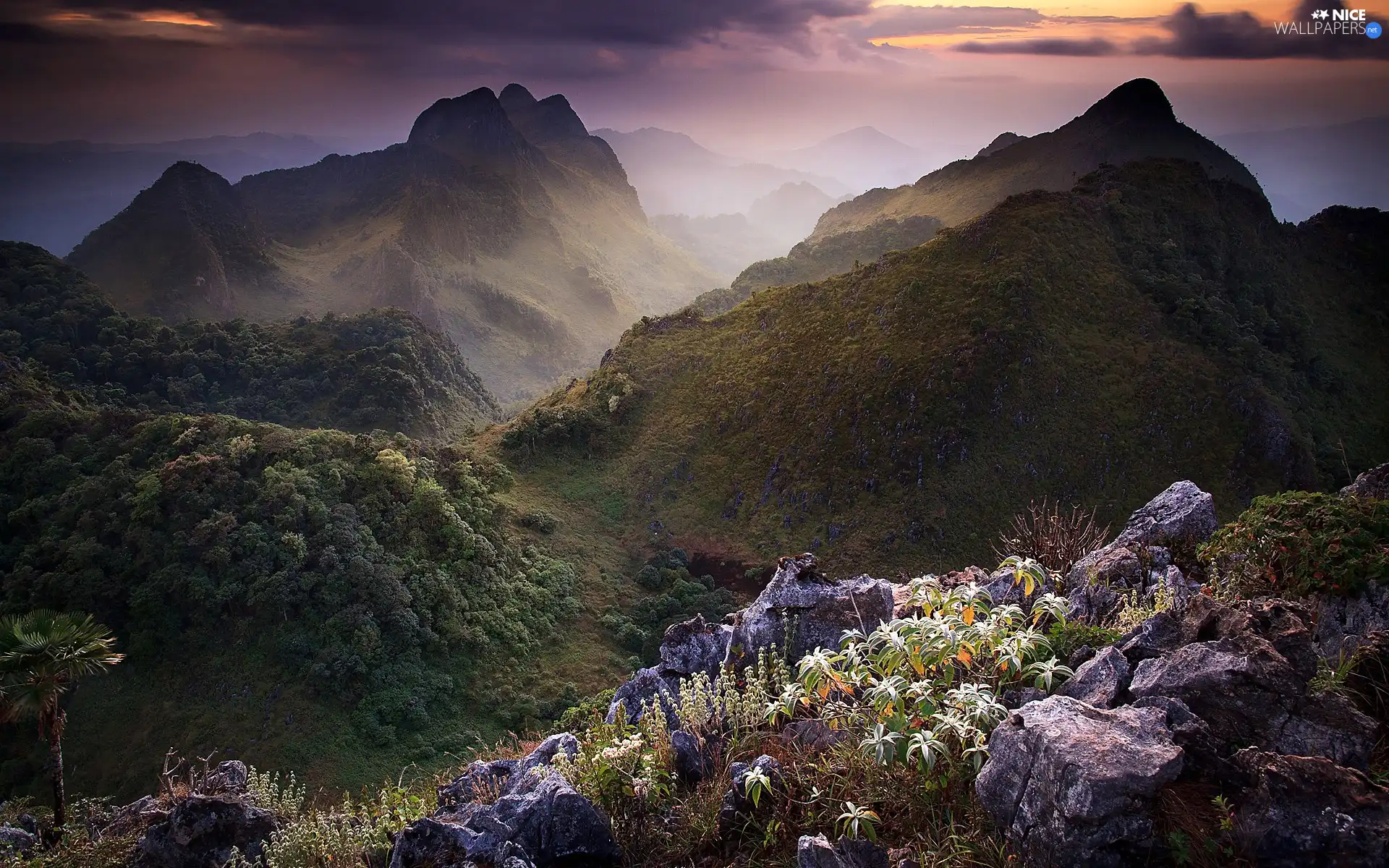 Flowers, Mountains, clouds