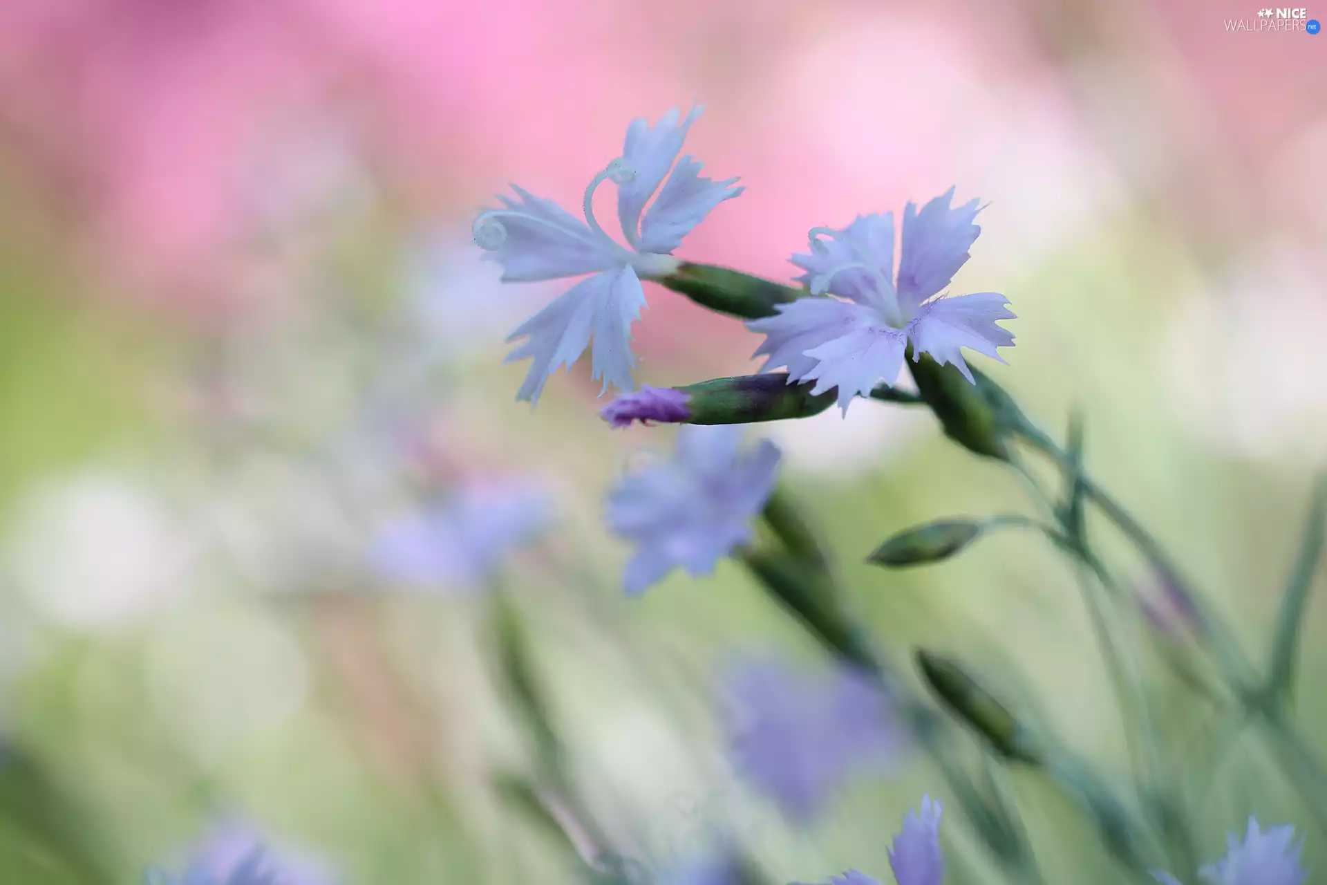 Flowers, lilac, cloves