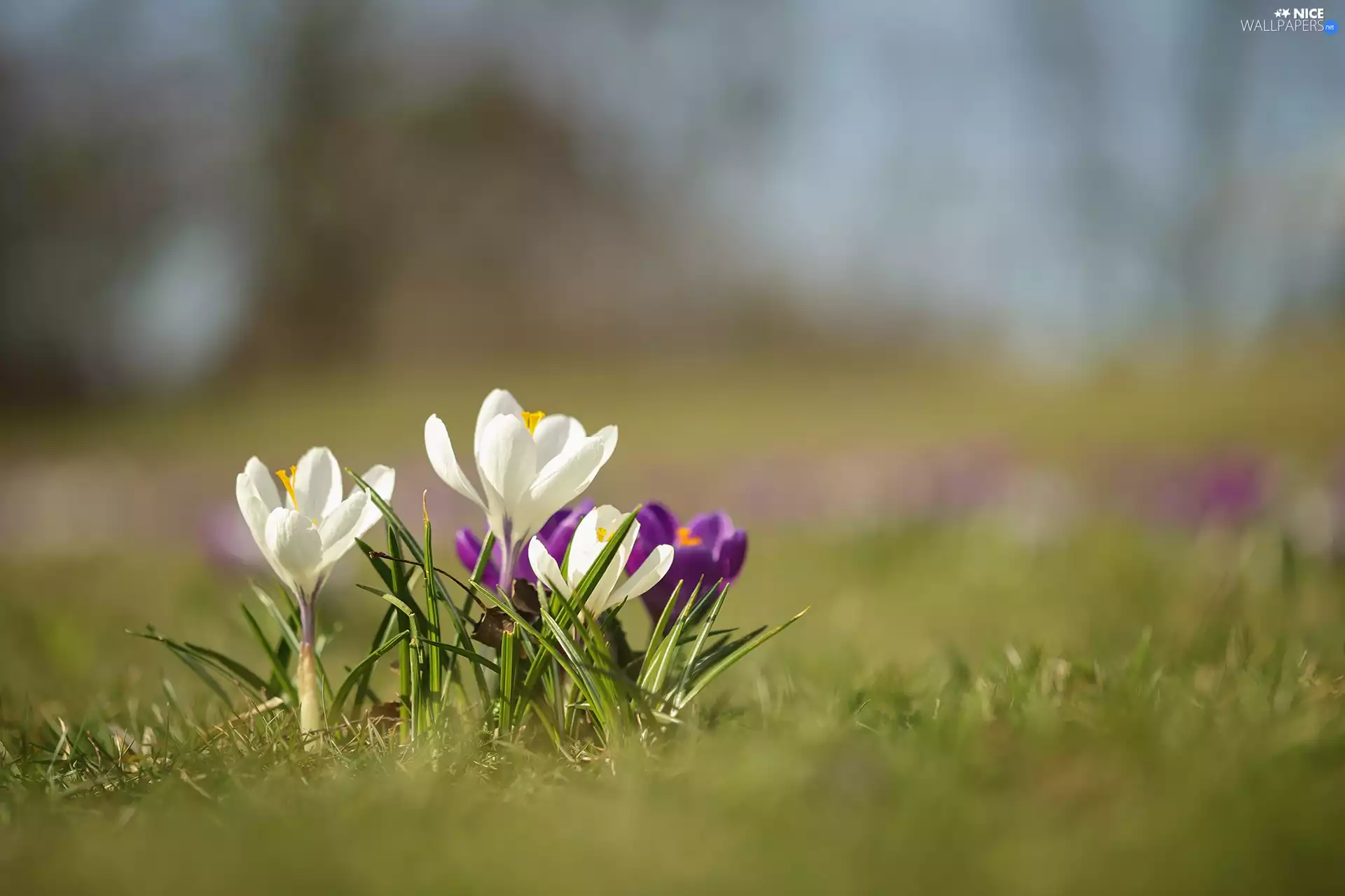 purple, Flowers, cluster, White, crocuses