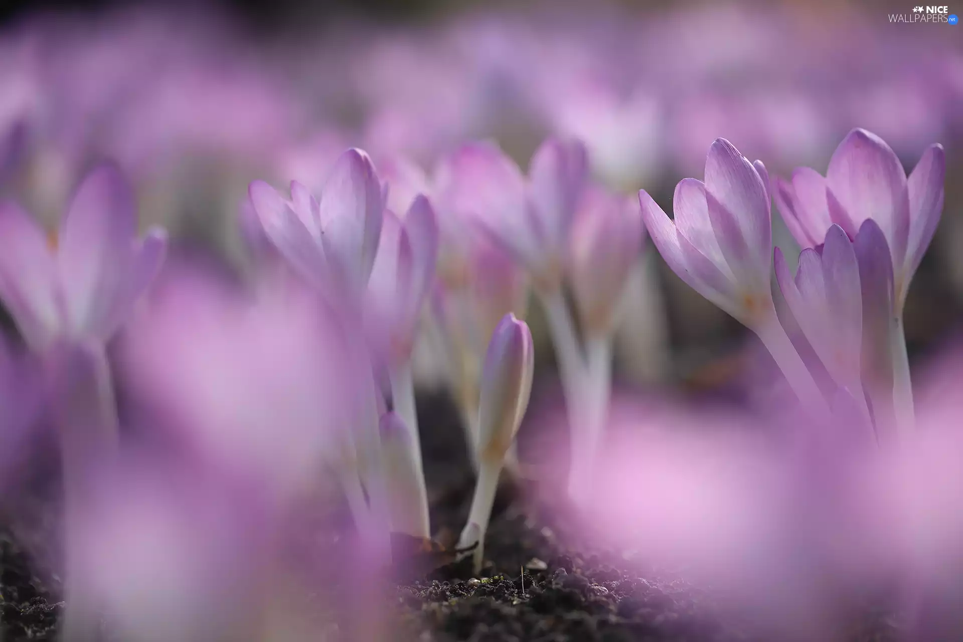 colchicums, purple, rapprochement, Flowers