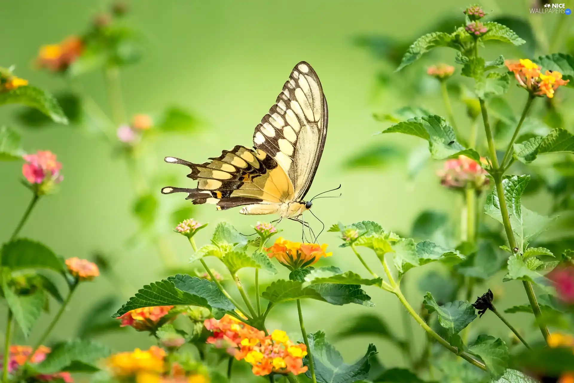 butterfly, color, Flowers, Oct Queen