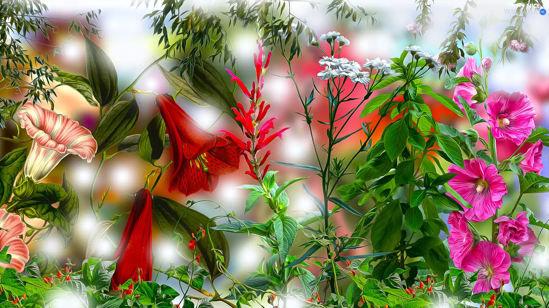 color, Hollyhocks, graphics, Flowers