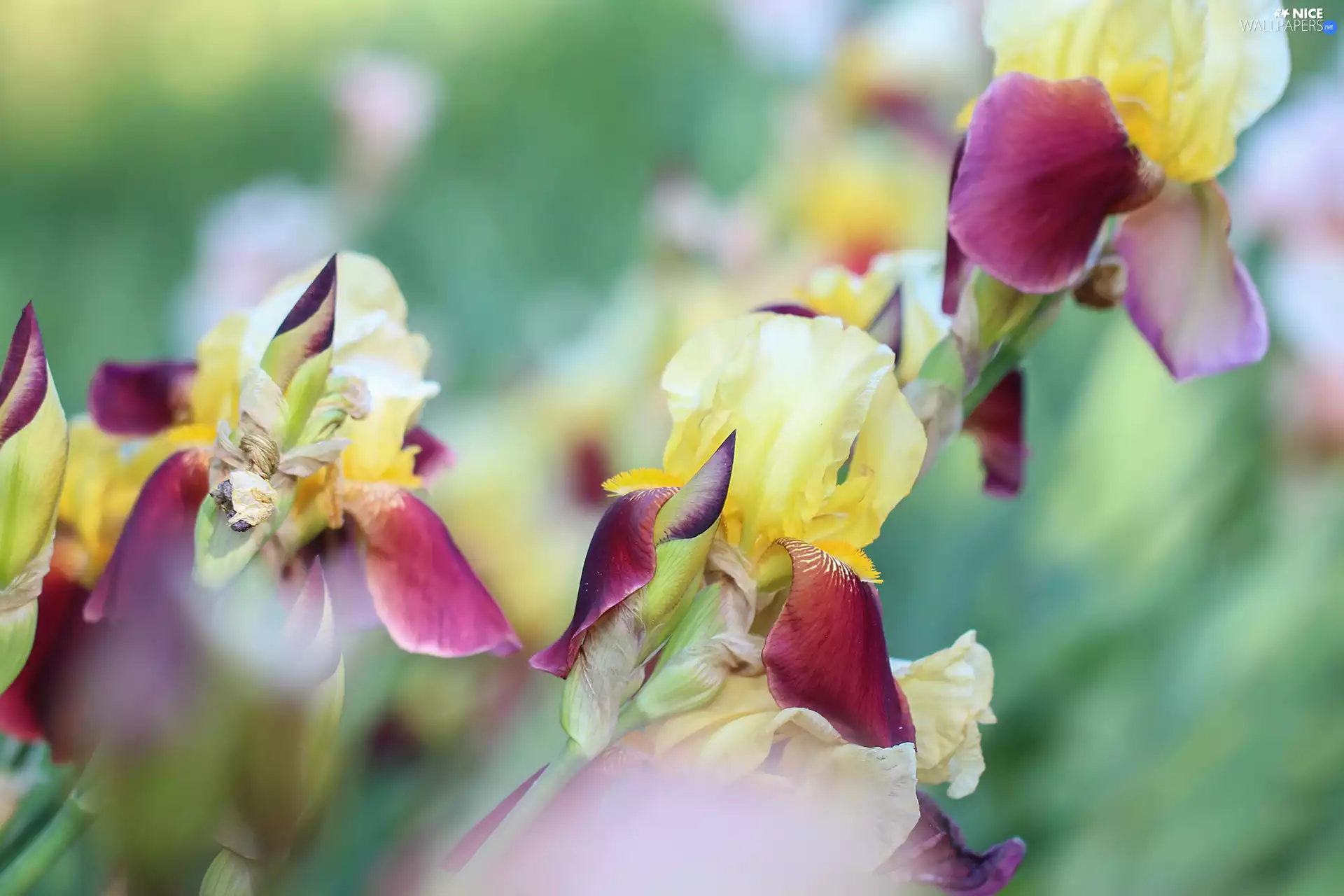 Flowers, Irises, color
