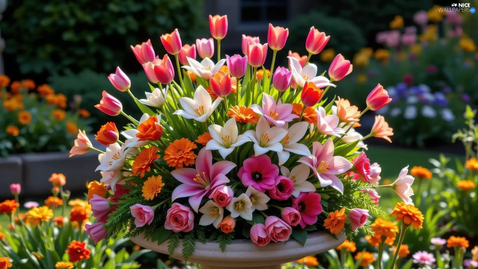 color, Tulips, lilies, Flowers