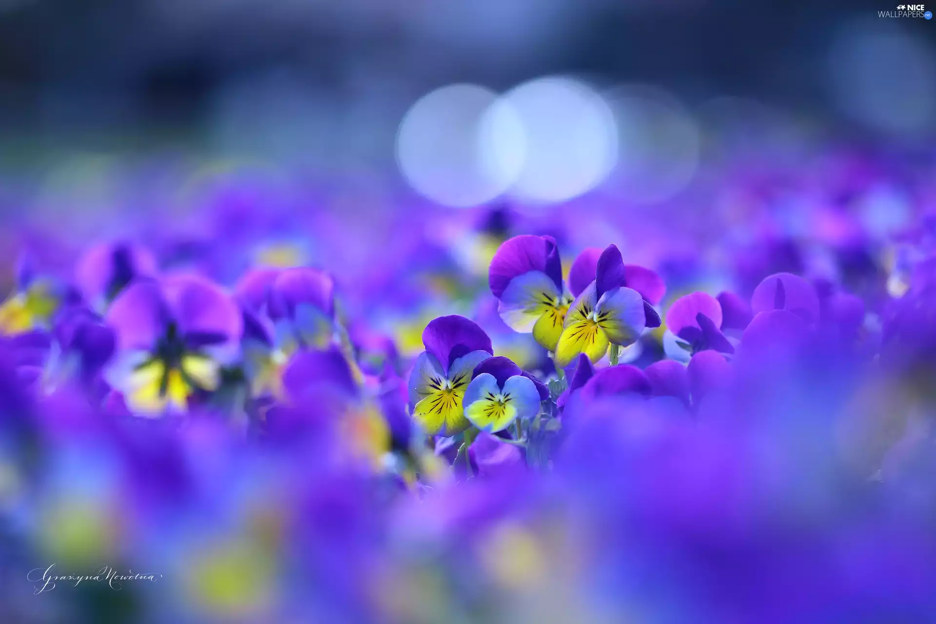 Flowers, pansies, color