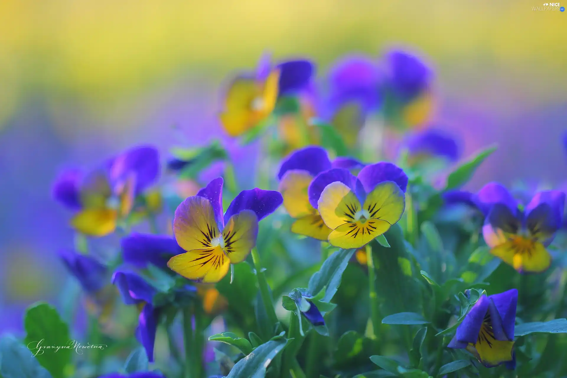 Flowers, pansies, color