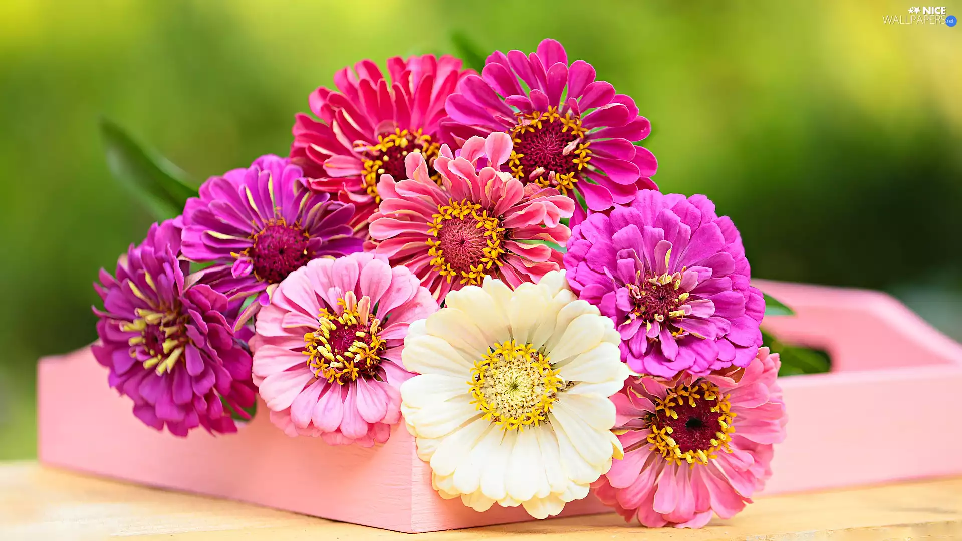 color, Zinnias, rapprochement, Flowers