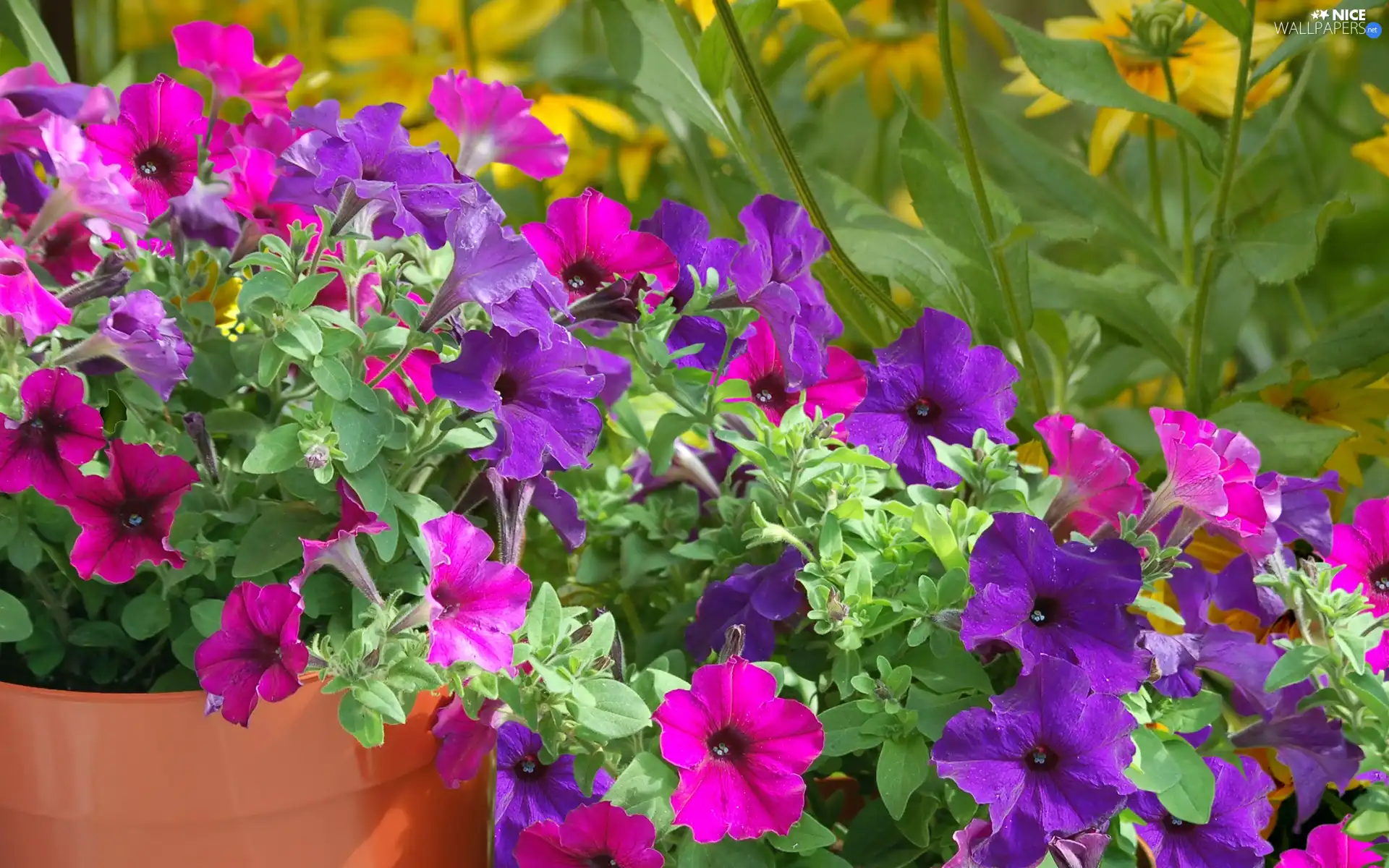 color, Flowers