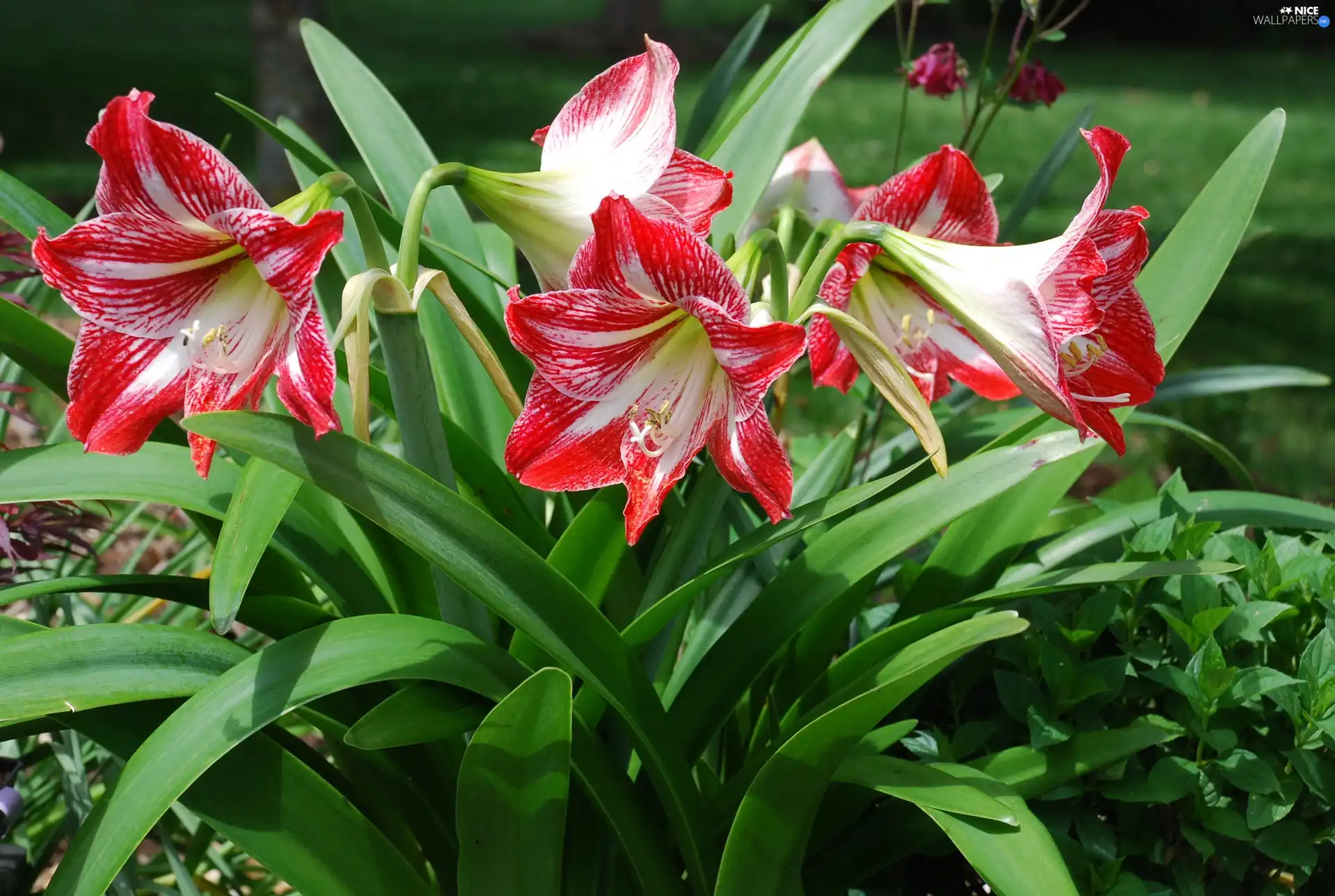 amaryllis, Colourfull Flowers