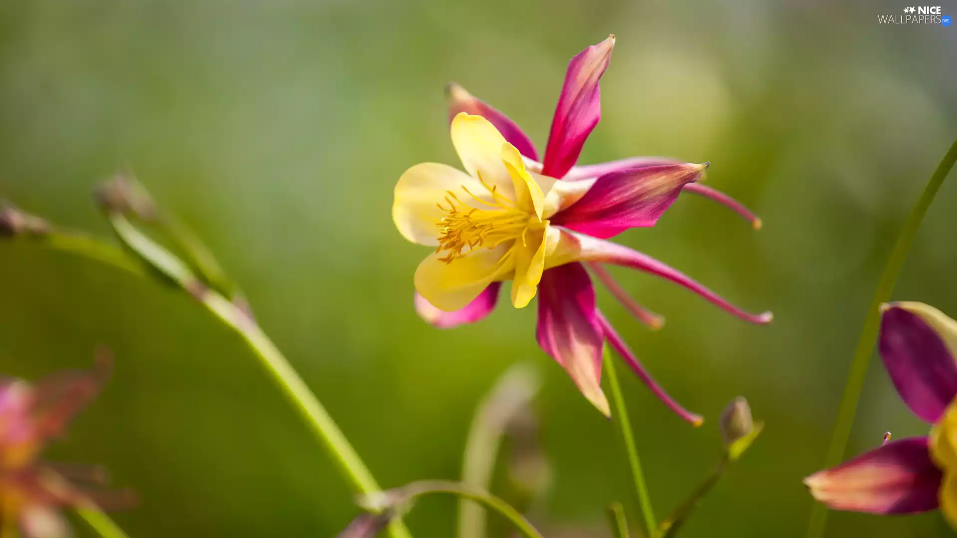 fuzzy, background, Colourfull Flowers, columbine, Pink-Yellow