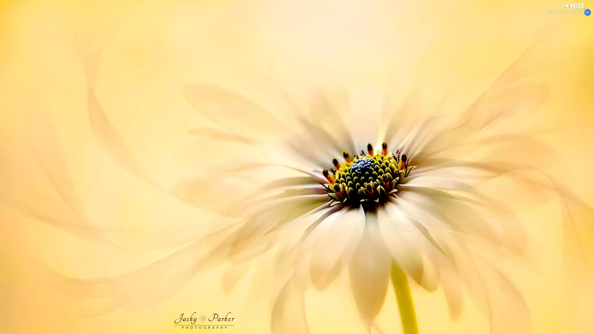 Close, blur, Colourfull Flowers, African Daisy, Yellow