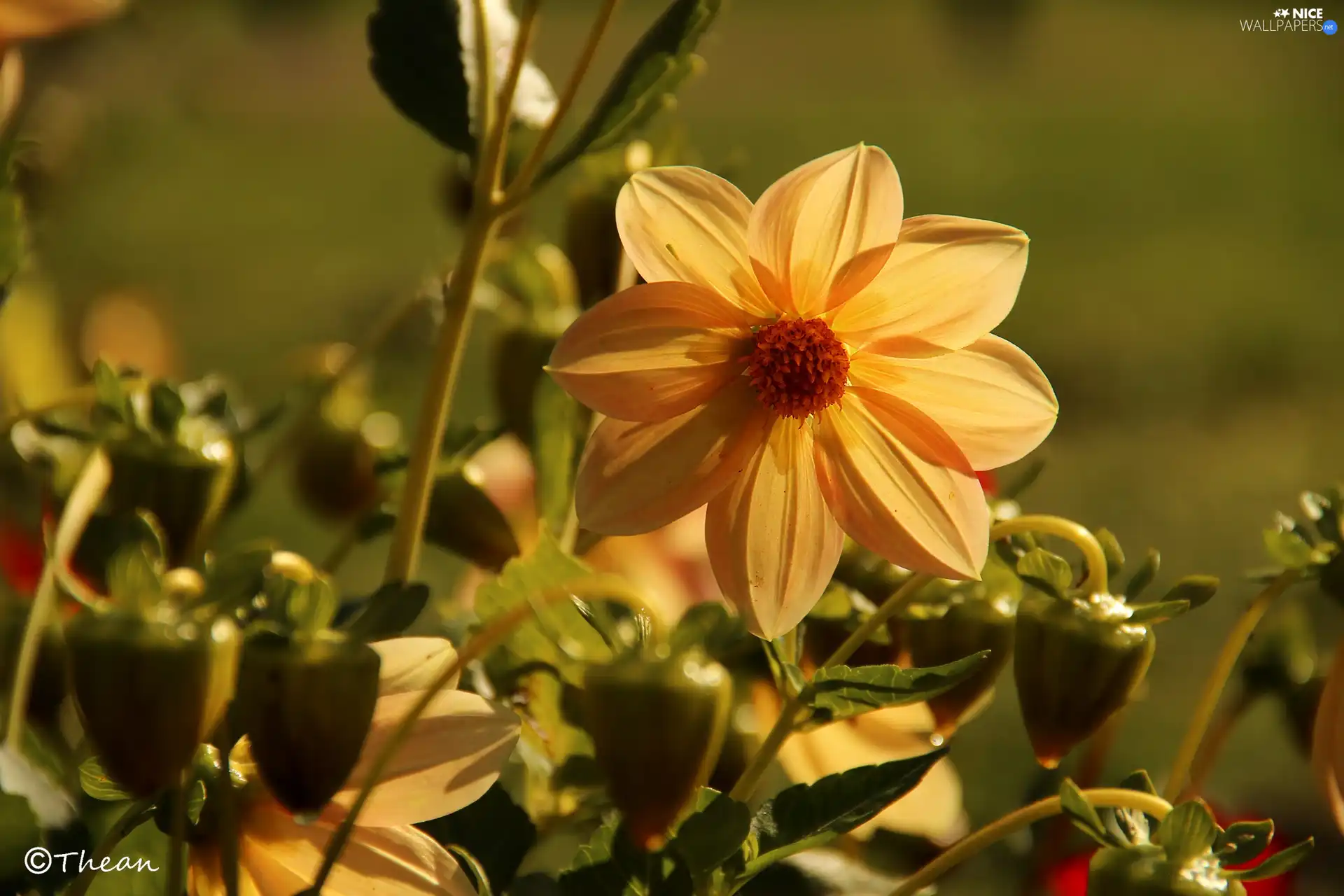 Dalia, Colourfull Flowers