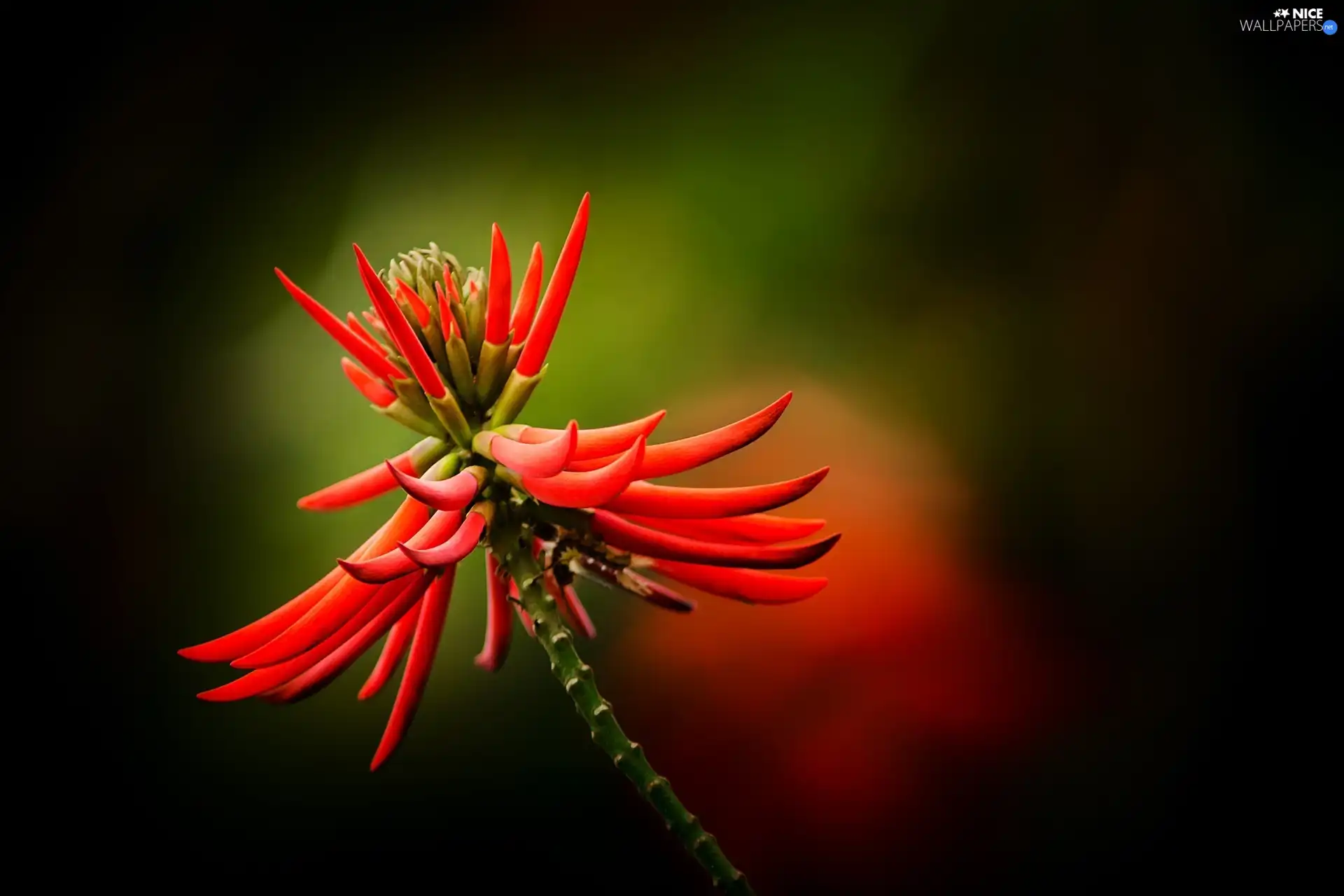 exotic, Colourfull Flowers