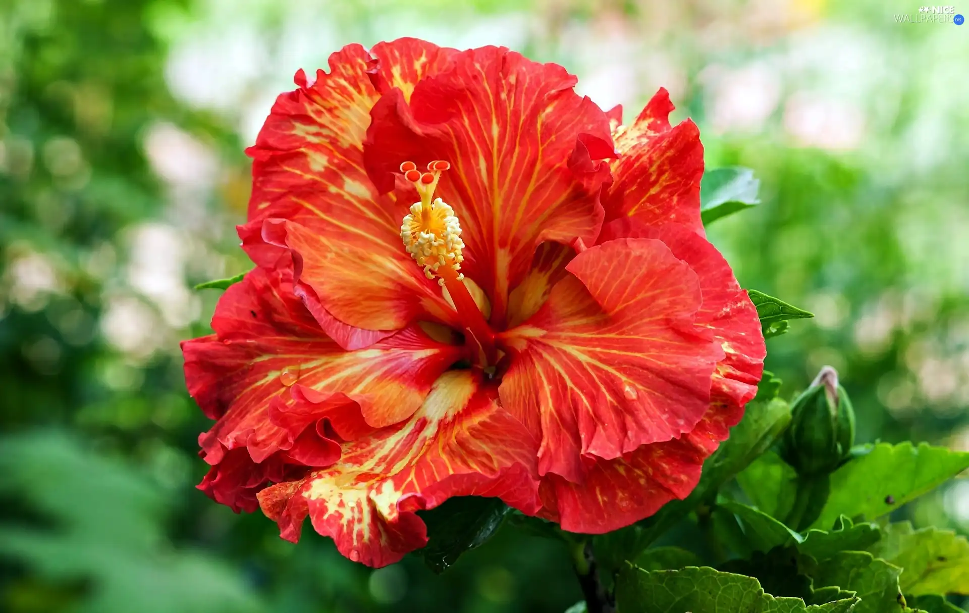 hibiskus, Colourfull Flowers