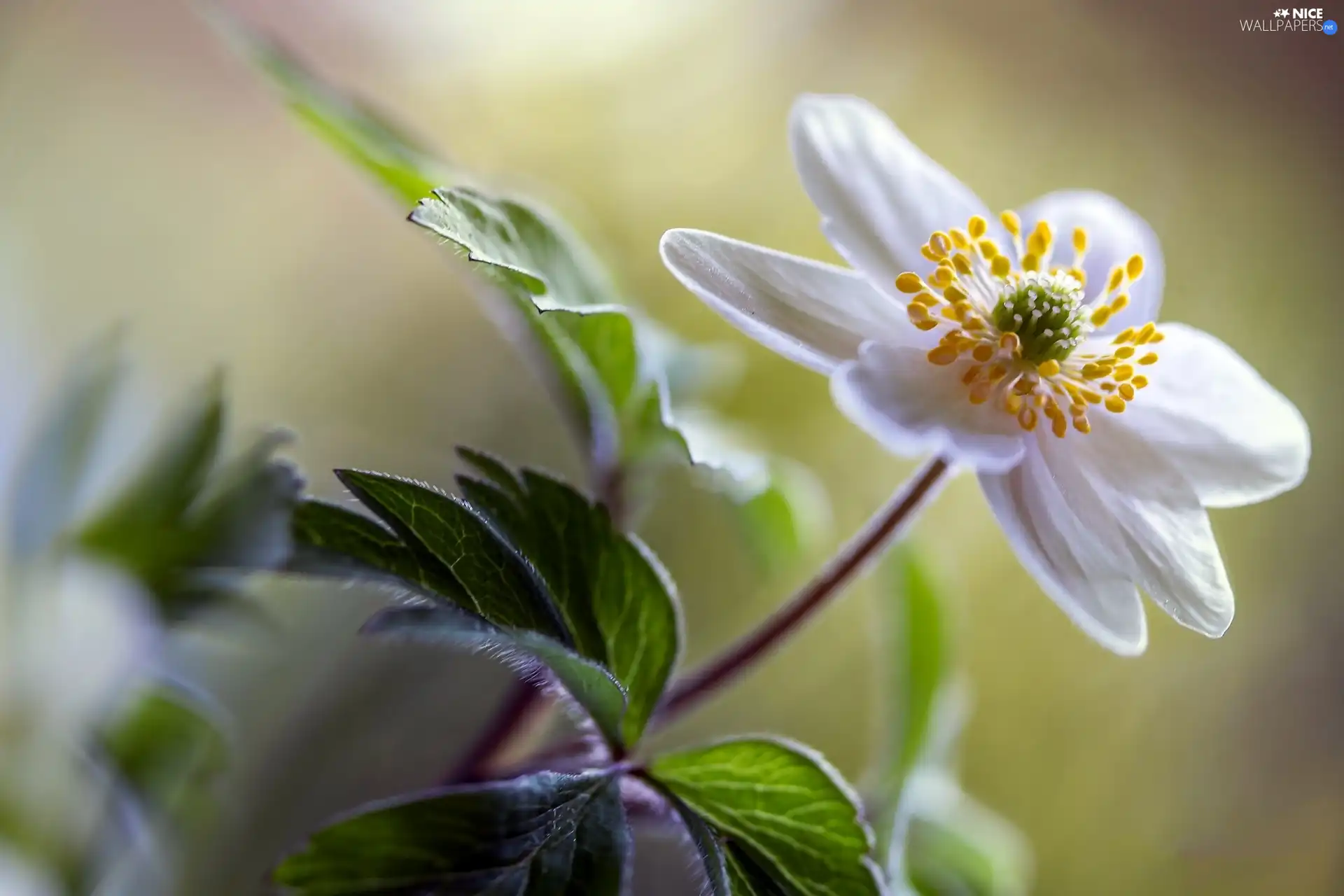 anemone, White, Colourfull Flowers