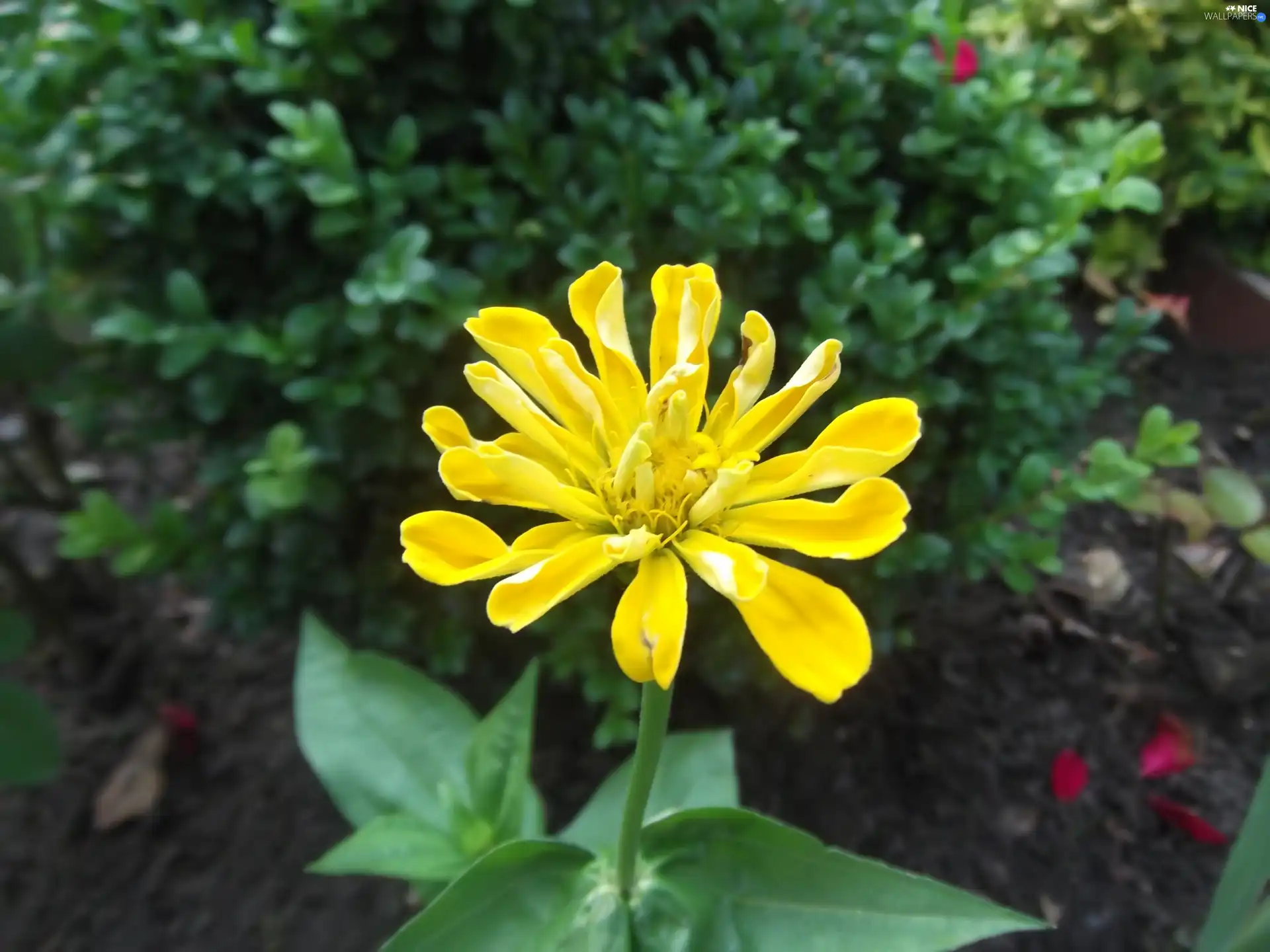 Yellow, Colourfull Flowers