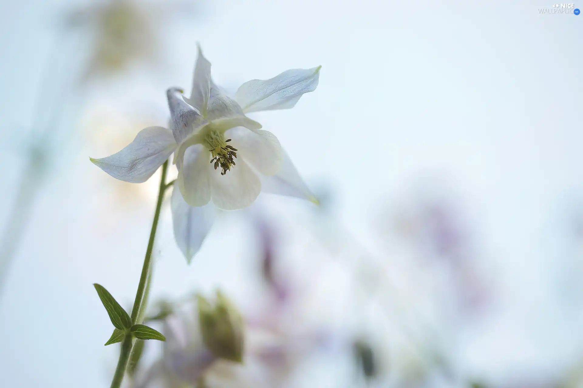 columbine, White, Colourfull Flowers